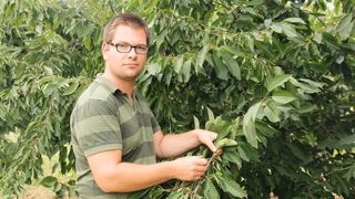Écœuré, Rémi Vernet prévoit d’arracher 1 ha de cerisiers dès cette année sur les 2,5 ha qu’il exploite. © C. Penet Écœuré, Rémi Vernet prévoit d’arracher 1 ha de cerisiers dès cette année sur les 2,5 ha qu’il exploite. © C. Penet